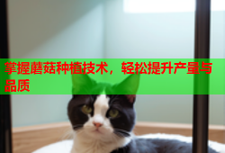 掌握蘑菇种植技术，轻松提升产量与品质