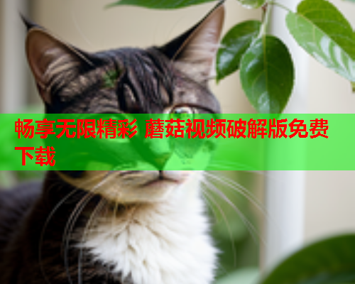 畅享无限精彩 蘑菇视频破解版免费下载